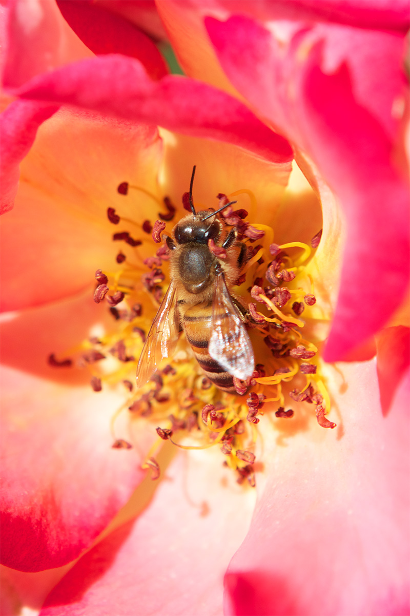 honeybee.jpg