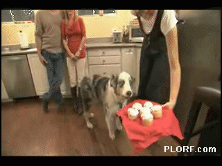dramaticcupcakedog1_medium.gif