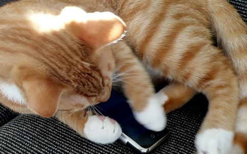 cat_can_haz_iphone.jpg