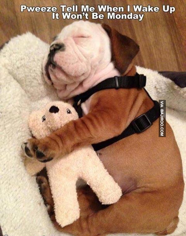 cute-dog-sleeping-with-teddy.jpg
