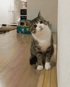 cat-kitty.gif