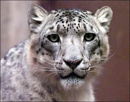 Snow_Leopard_face_shot_Photo.jpg