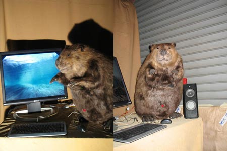 beaver-casemod-1.jpg