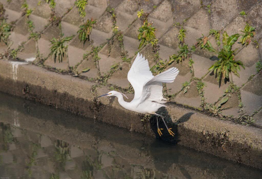 Heron_zps98040146.jpg