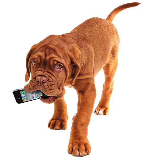 dog_iphone.png