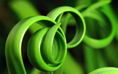 01511_greenhoops.jpg