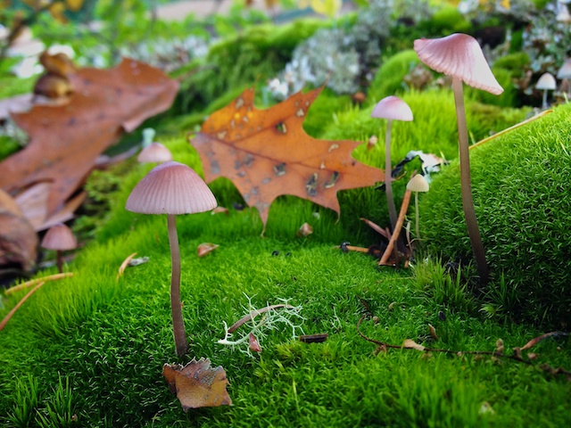MushroomsiPhone4s.jpg