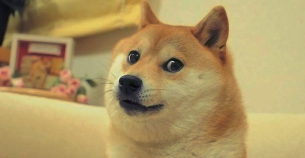 doge.jpg