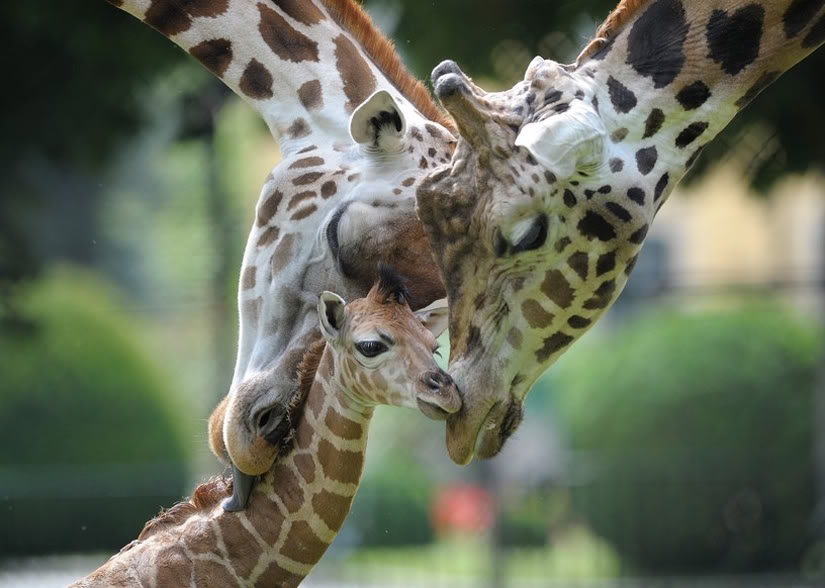 giraffe-zoom_zpse0596164.jpg
