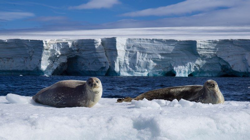 austinmannantarctica-800x450.jpg