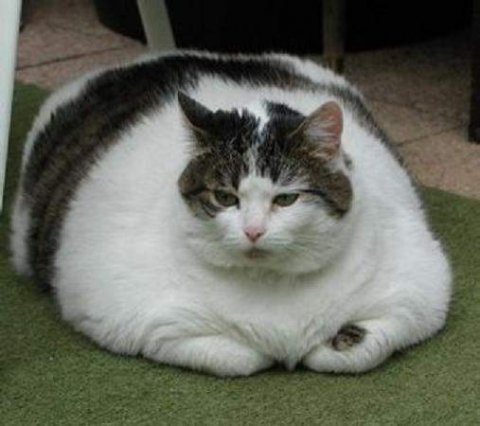 fat-cat.jpg