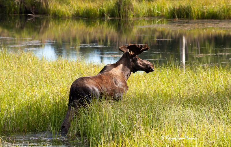 Moose_3216.jpg