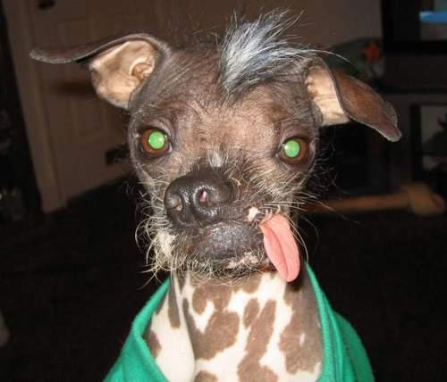 060527.ugliest.dog.jpg