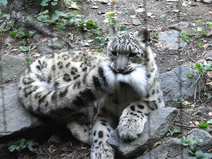 Snowleopard.jpg