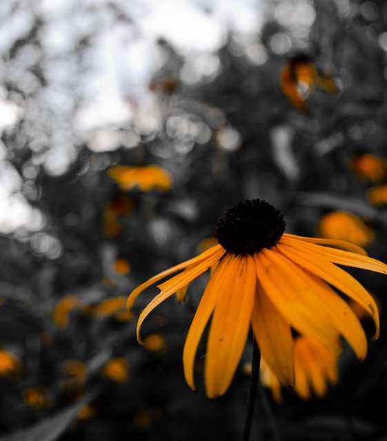 5189773603_d4c8b005e4_z.jpg