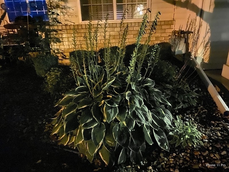 11 Pro Shrub