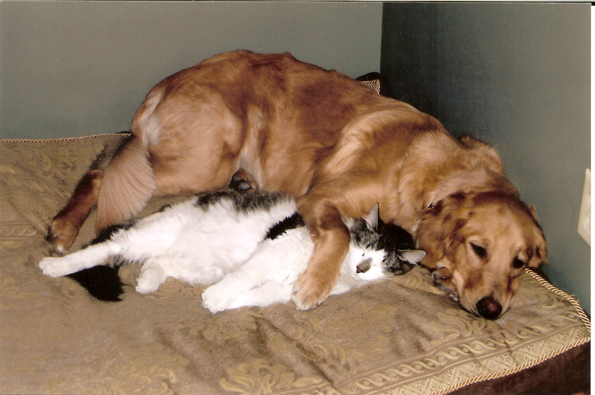 golden-retriever-and-cat-friends.jpg