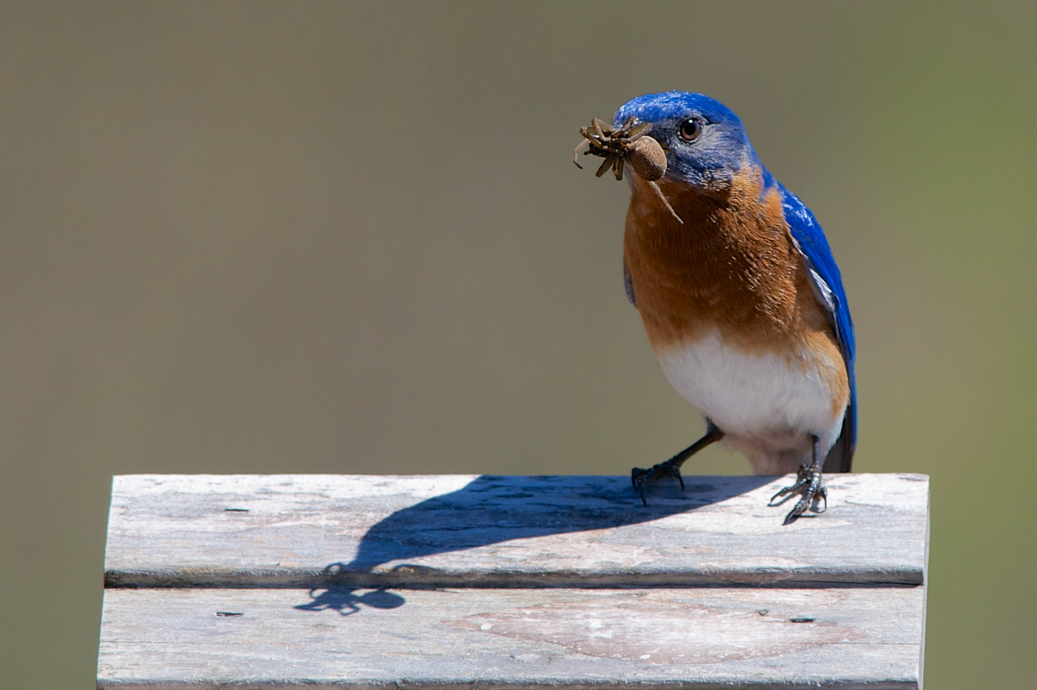 bluebirdsarenotarachnop.jpg