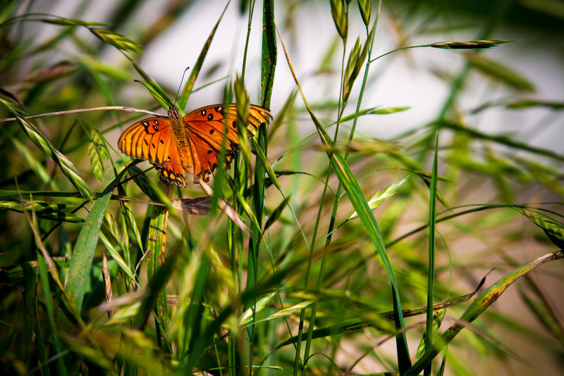 IMG1710-L.jpg
