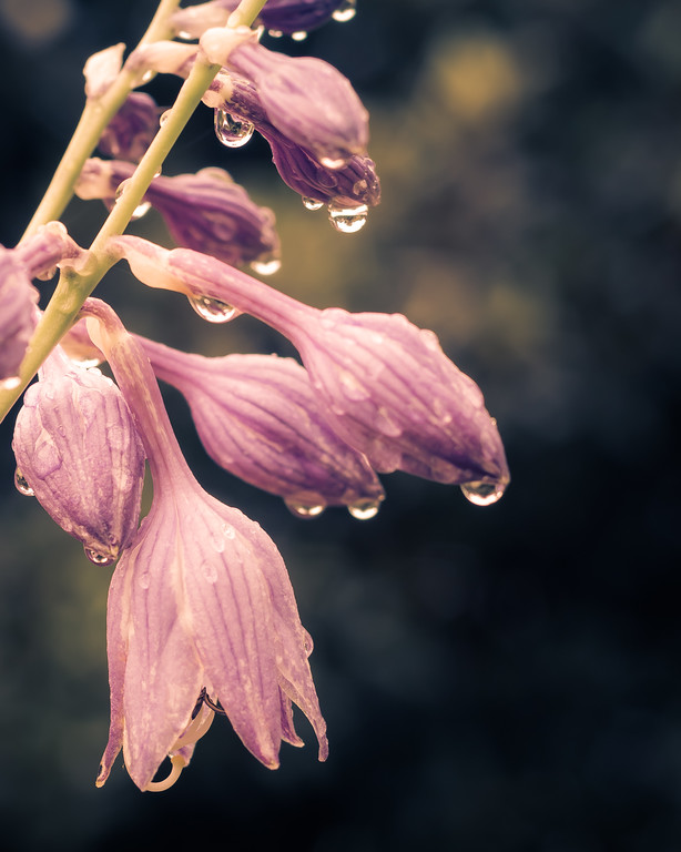 hostas%207-4-2013-3-XL.jpg