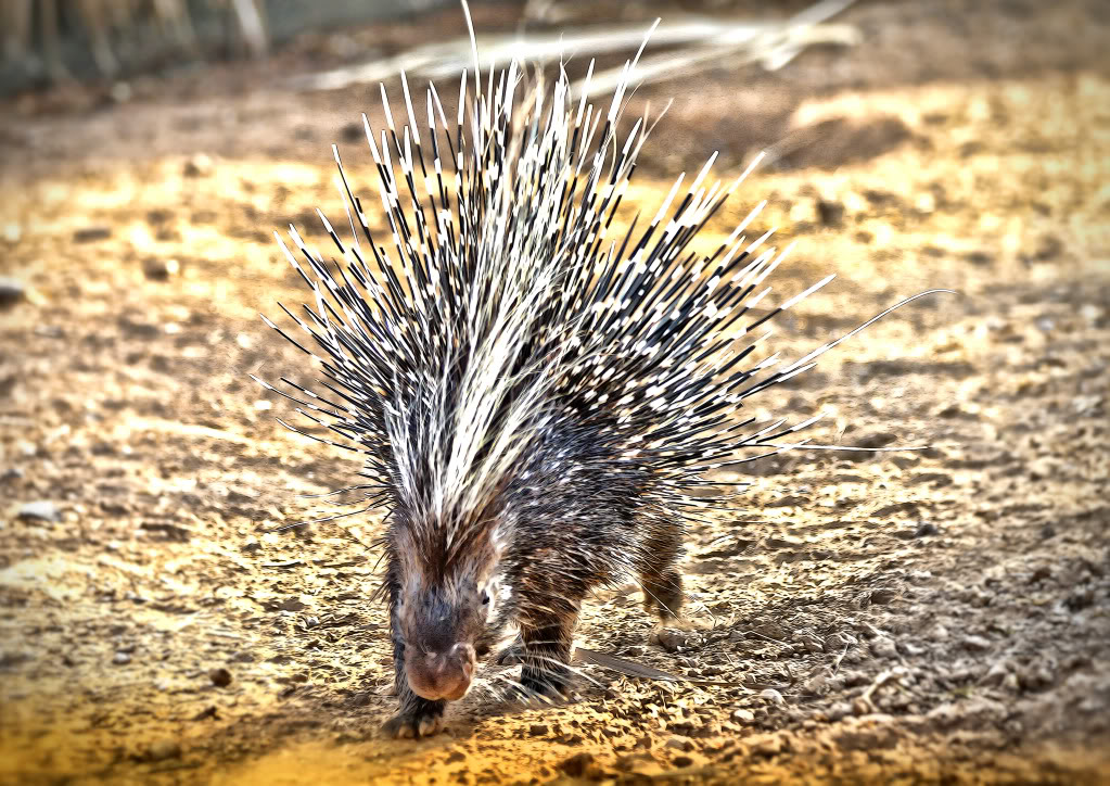 porcupine003.jpg