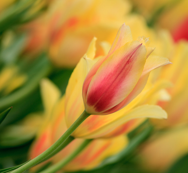 19_mai_%28Tulipes%29-5132-L.jpg