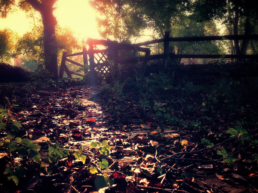 Foggy-Sunny-Morning-XL.jpg