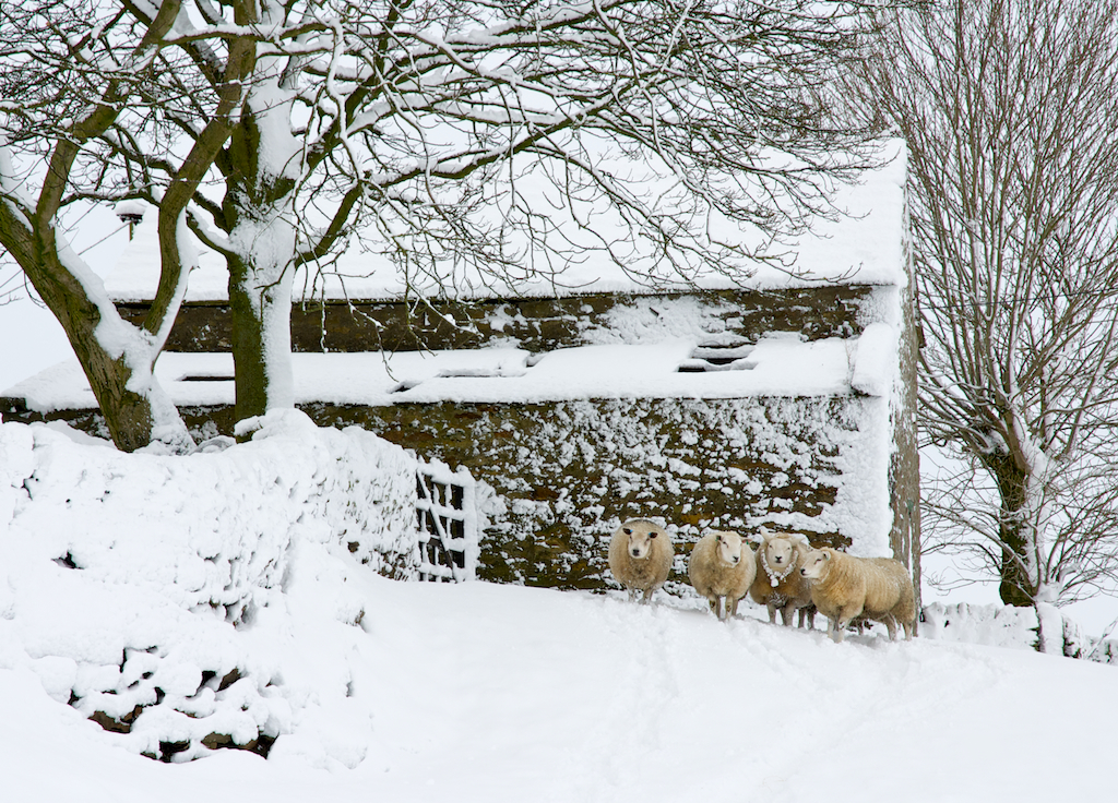 sheepsnow.jpg