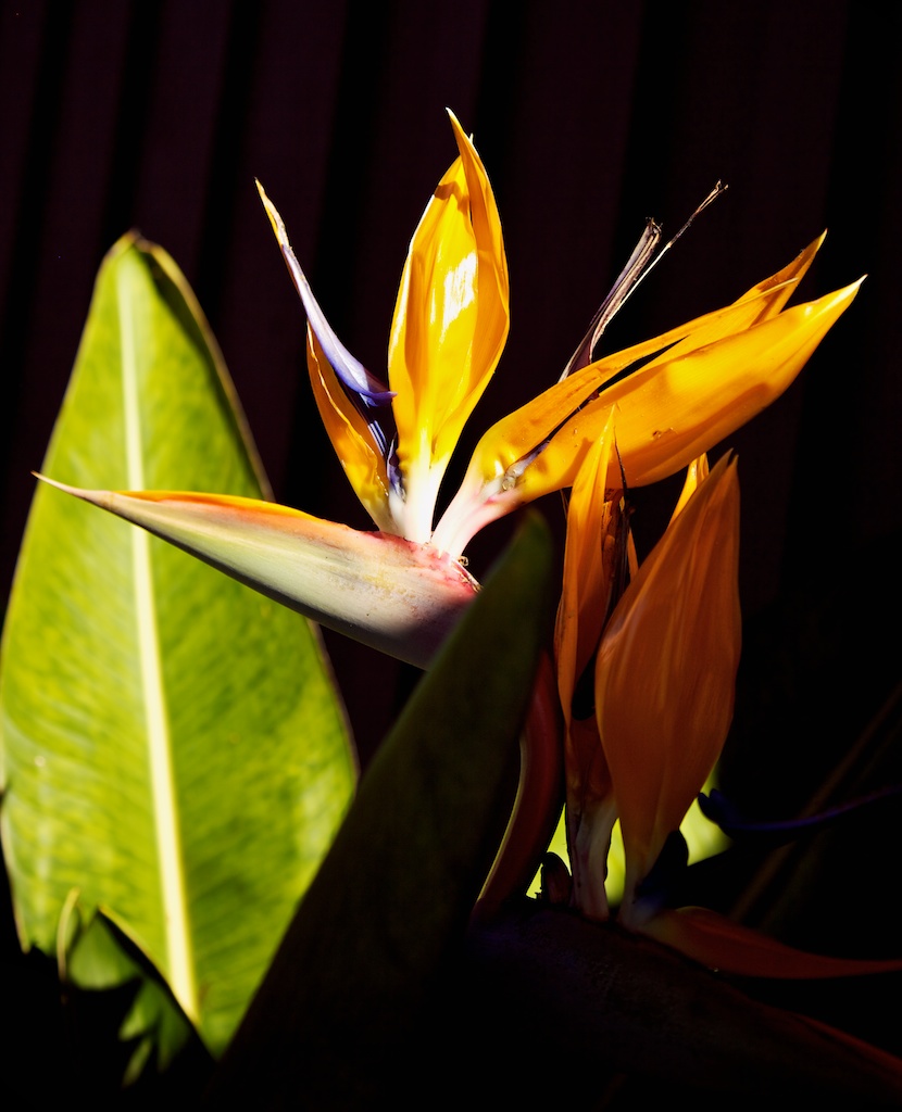 sandiego238420120209121.jpg