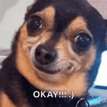 okay-ok.gif