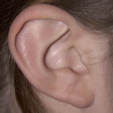 Right-Ear.jpg