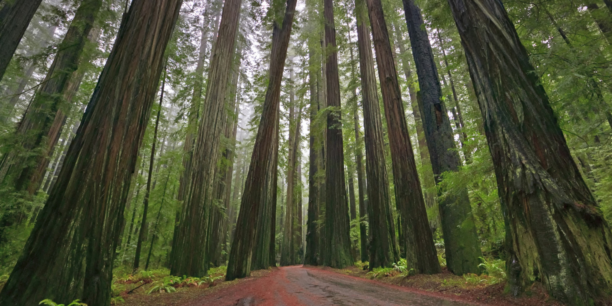 o-REDWOOD-facebook.jpg