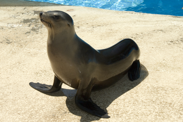Sea_Lion.jpg
