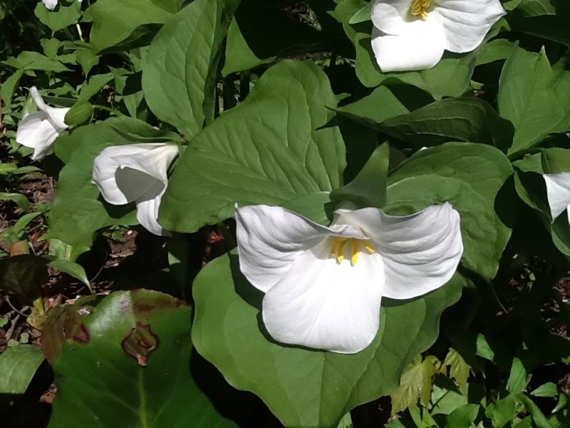 Trillium.jpg