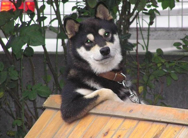 cool_dog.jpg