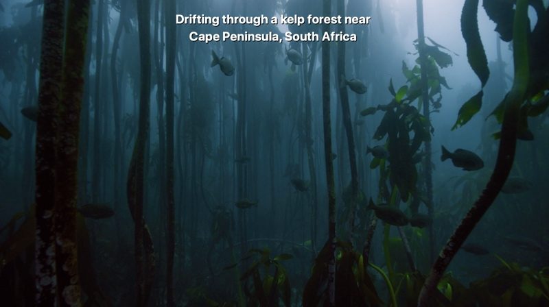 kelpscreensaver-800x448.jpg
