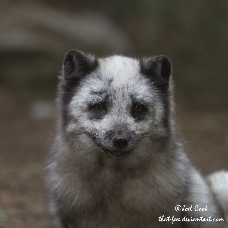 Friend__by_that_fox.jpg