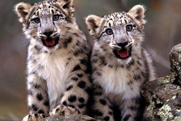 cute-baby-snow-leopard.jpg