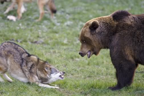 Bear-Vs-Wolf.jpg