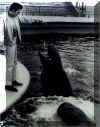 BWElvis61001b_small.jpg