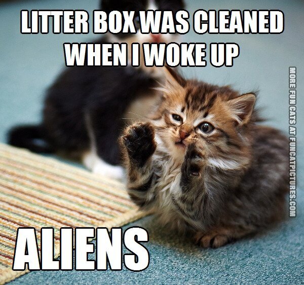 litter-box-was-cleaned-aliens-cat.jpg