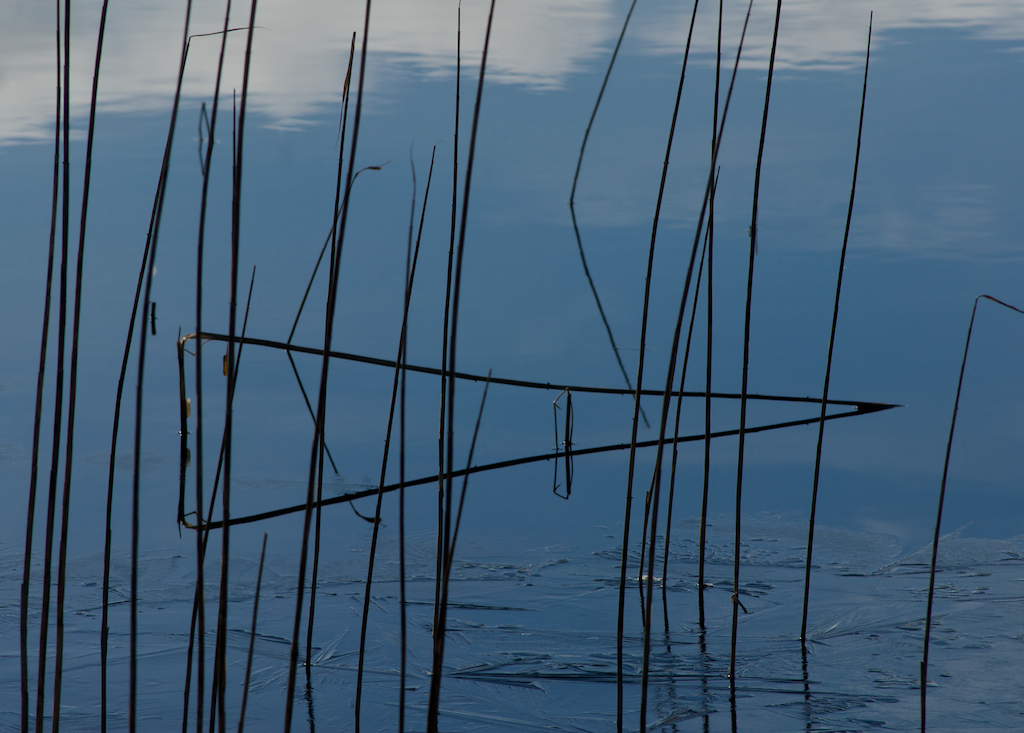 reeds.jpg