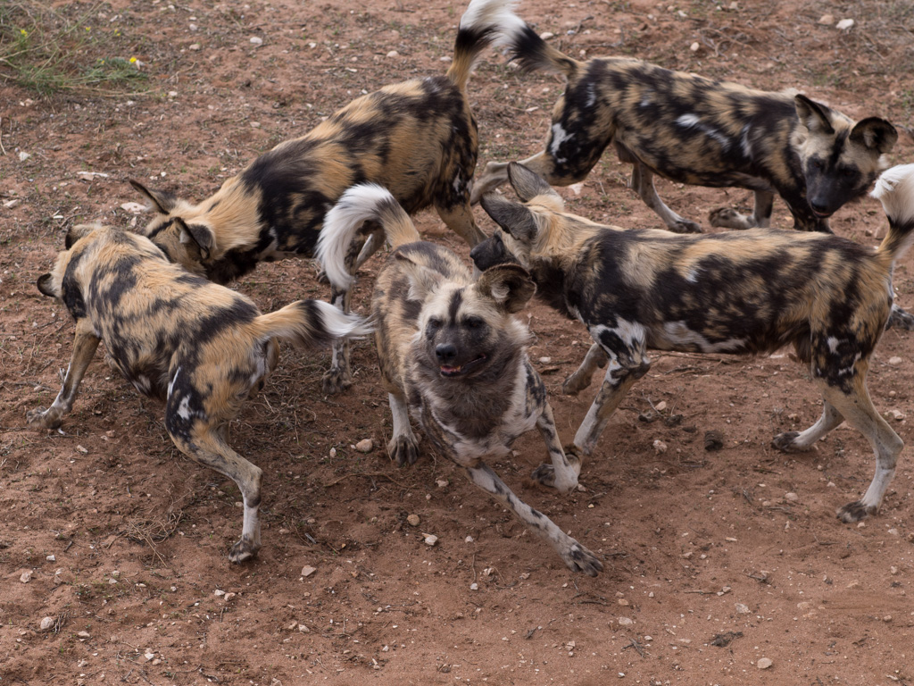 painteddogs.jpg