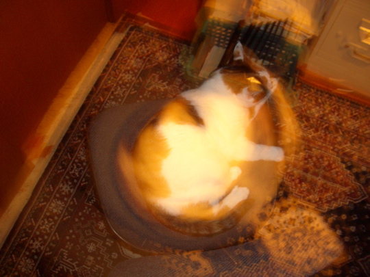 cat050422.jpg