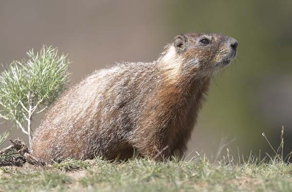 Yellow-bellied%20Marmot.jpg