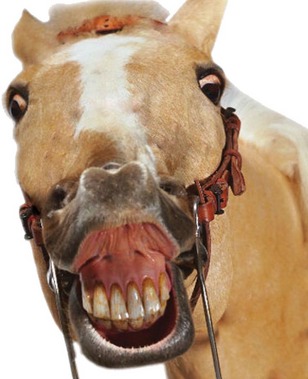 Horse-smiling-thumb-autox379-228571.jpg