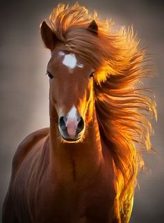 horse.jpg