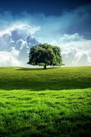 nature-bliss-tree-sky.jpg