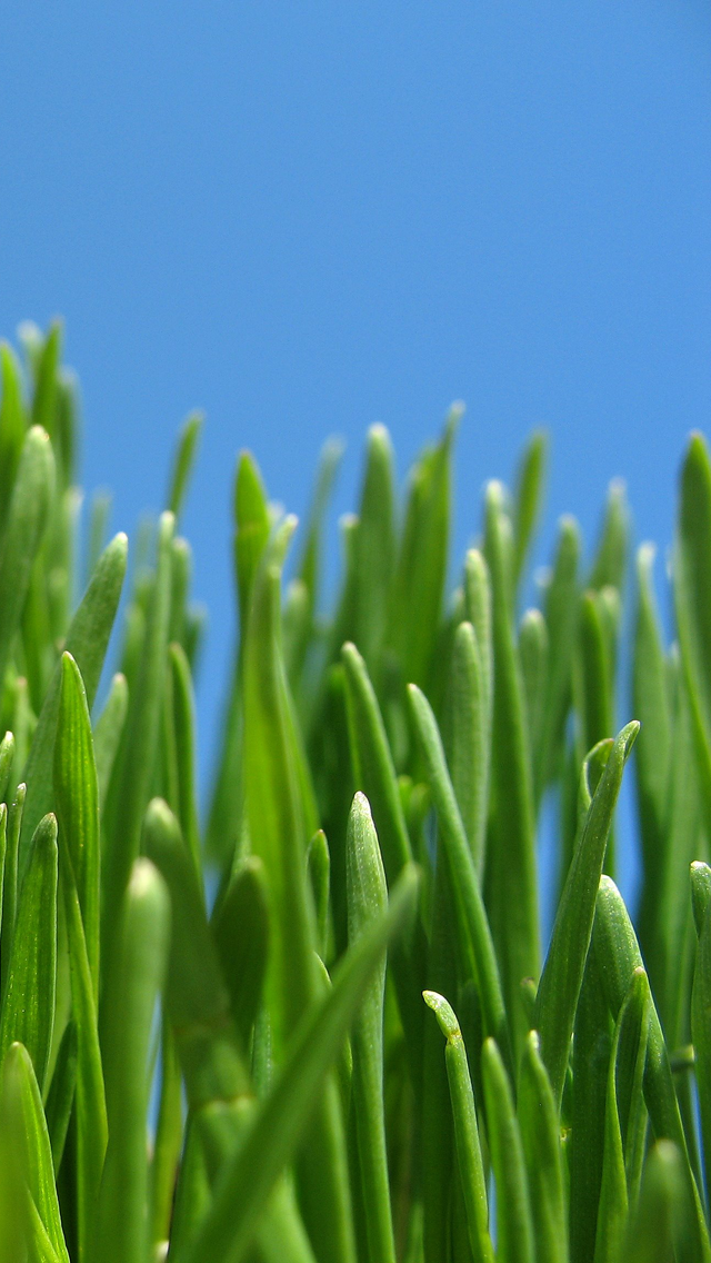grassiphone5.png