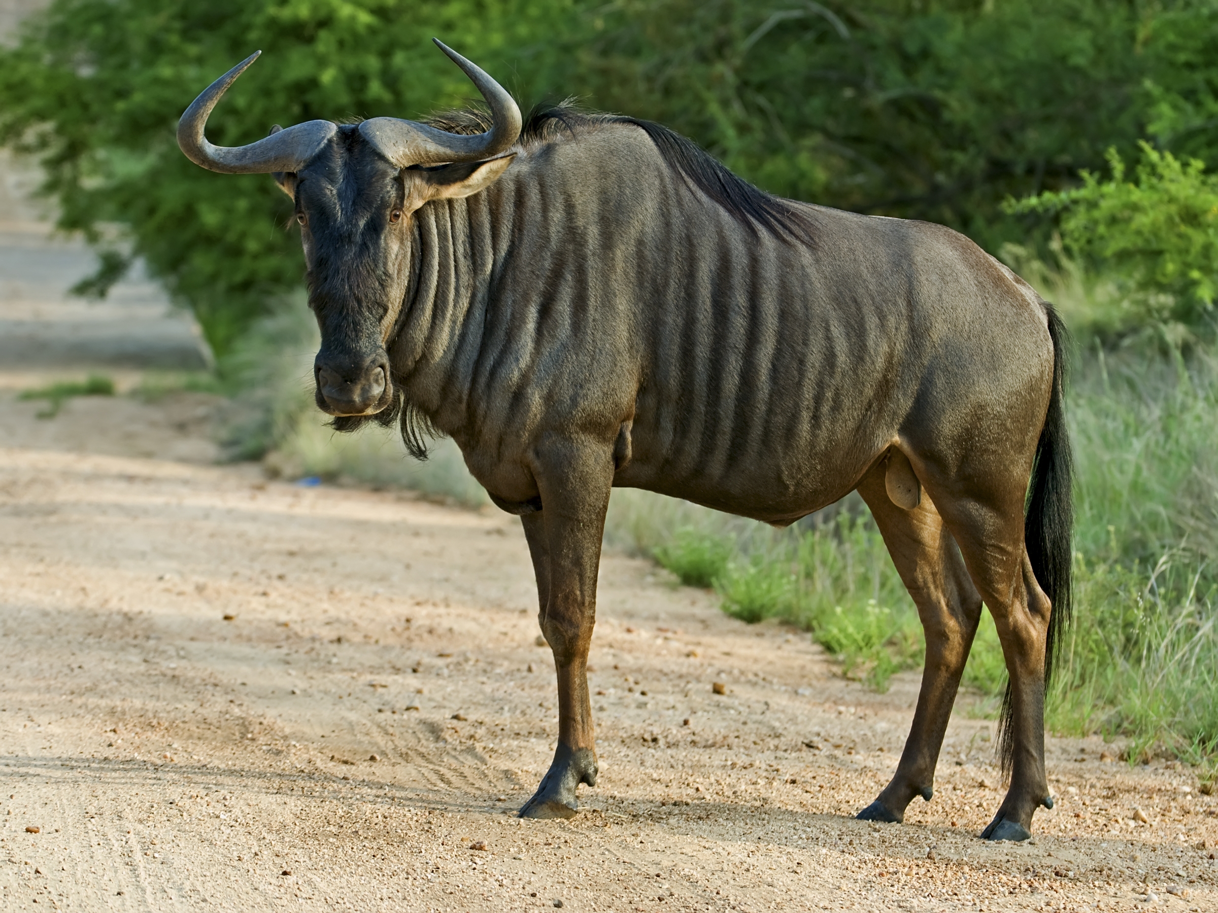 gnu.jpg